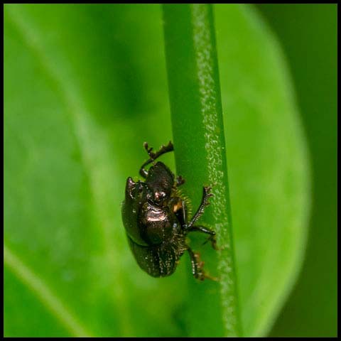 Green-bronze Dung Beetle