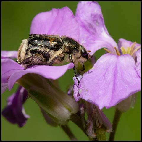 Hairy Flower Scarab