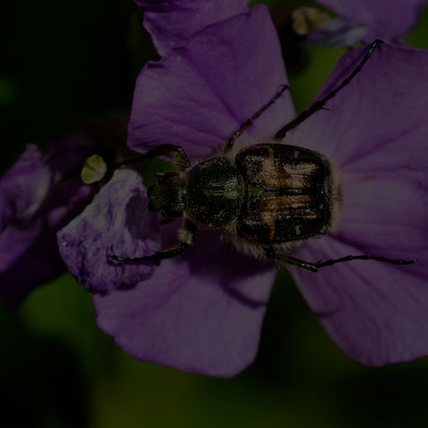 Hairy Flower Scarab