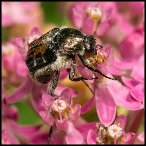Hairy Flower Scarab