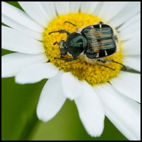 Hairy Flower Scarab
