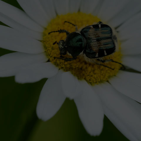 Hairy Flower Scarab