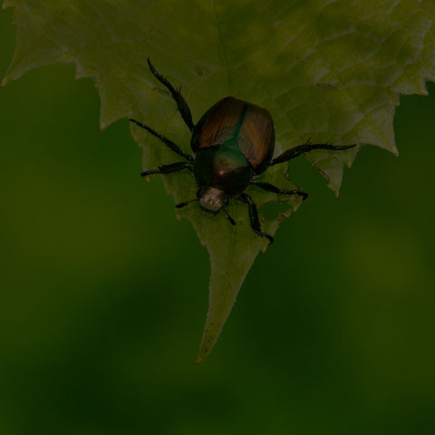 Japanese Beetle