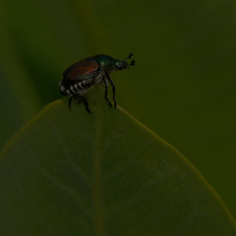 Japanese Beetle