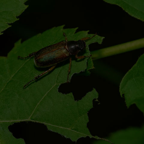 Linear Junebug