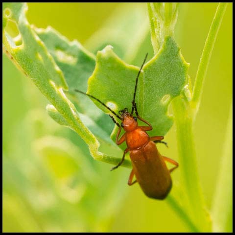 Common Red Soldier Beetle