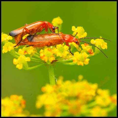 Common Red Soldier Beetle