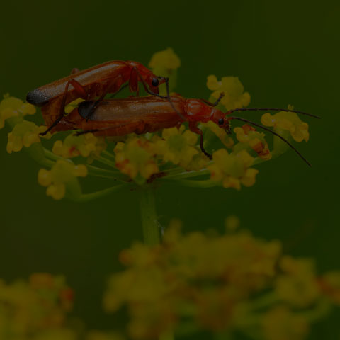 Common Red Soldier Beetle