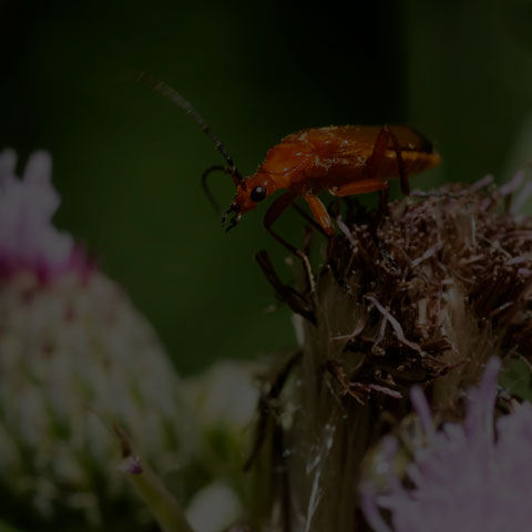 Common Red Soldier Beetle