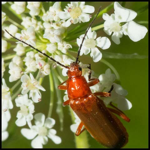 Common Red Soldier Beetle