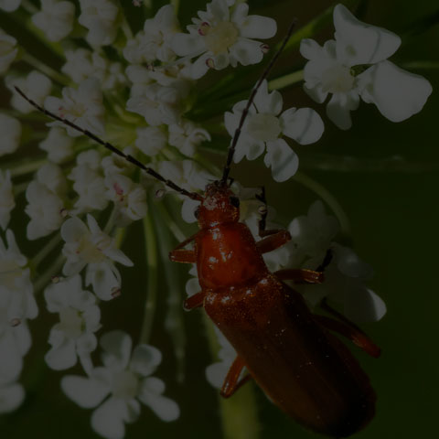 Common Red Soldier Beetle