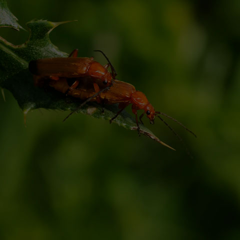 Common Red Soldier Beetle