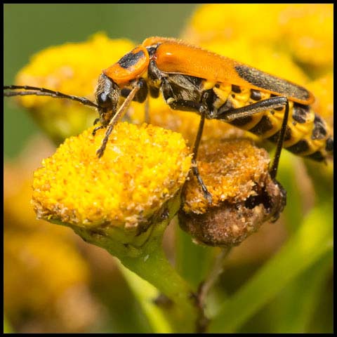 Goldenrod Soldier Beetle