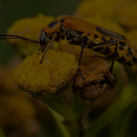 Goldenrod Soldier Beetle