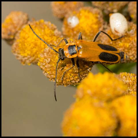 Goldenrod Soldier Beetle