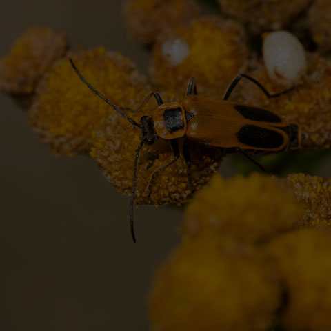 Goldenrod Soldier Beetle
