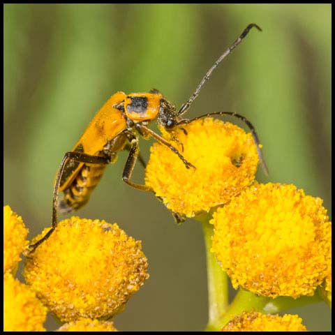 Goldenrod Soldier Beetle