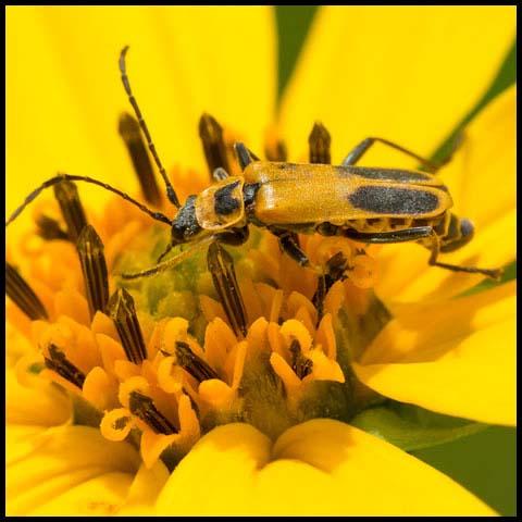 Goldenrod Soldier Beetle