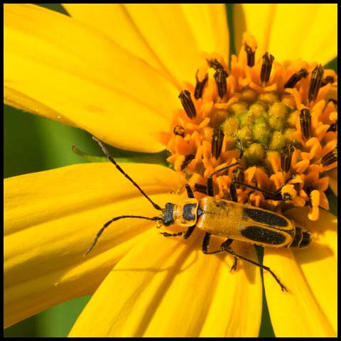 Goldenrod Soldier Beetle