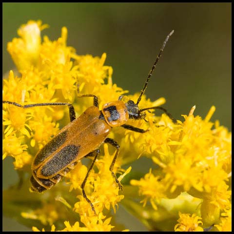 Goldenrod Soldier Beetle