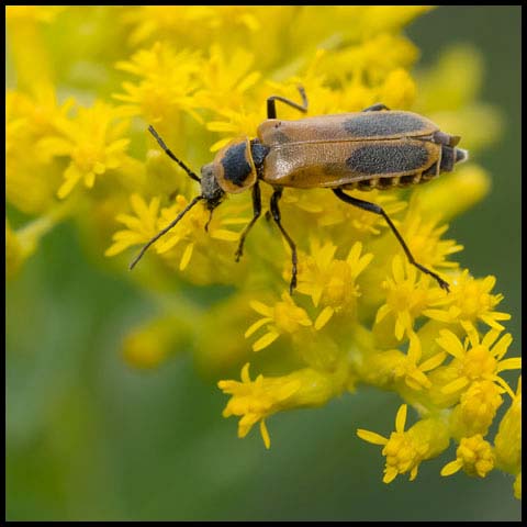 Goldenrod Soldier Beetle
