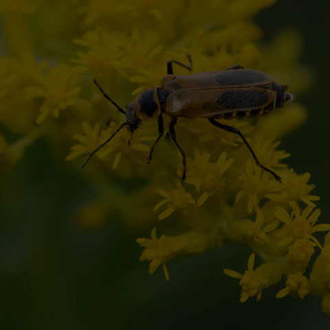 Goldenrod Soldier Beetle