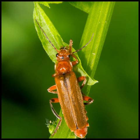 Livid Soldier Beetle