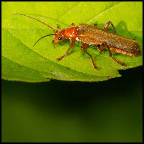 Livid Soldier Beetle