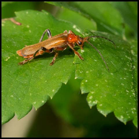 Livid Soldier Beetle