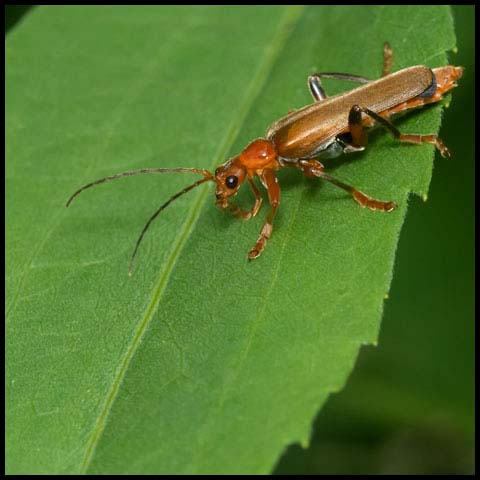 Livid Soldier Beetle