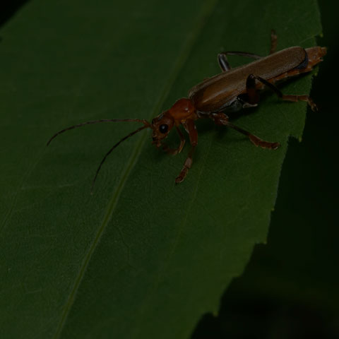 Livid Soldier Beetle
