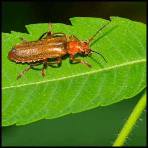 Livid Soldier Beetle