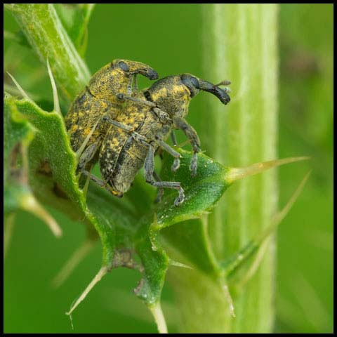 Canada Thistle Bud Weevil