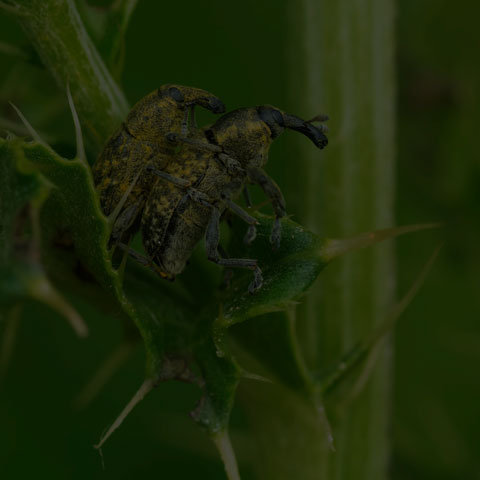 Canada Thistle Bud Weevil