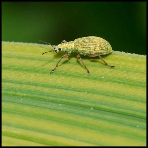 Pale Green Weevil