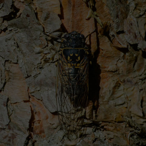 Canadian Cicada
