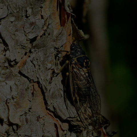Canadian Cicada