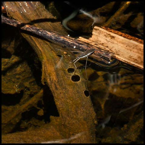 Common Water Strider</a>