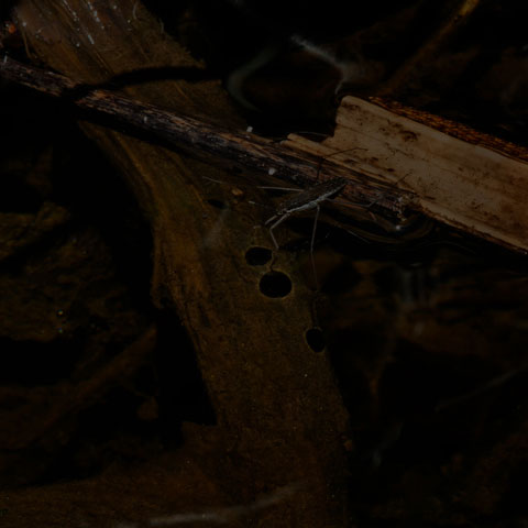 Common Water Strider</a>