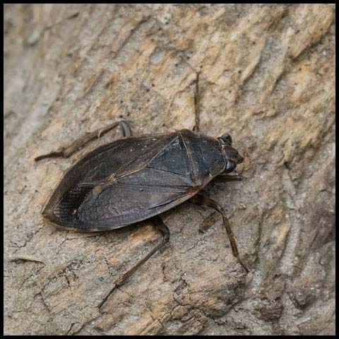 Giant Water Bug</a>