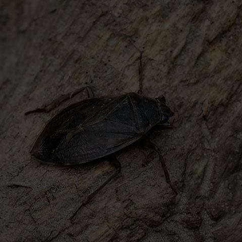 Giant Water Bug</a>