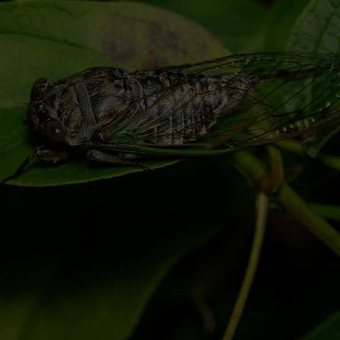 Northern Dog-day Cicada