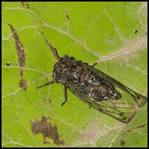 Northern Dog-day Cicada