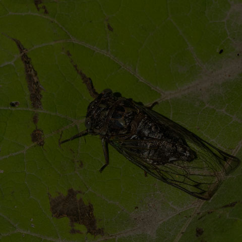 Northern Dog-day Cicada