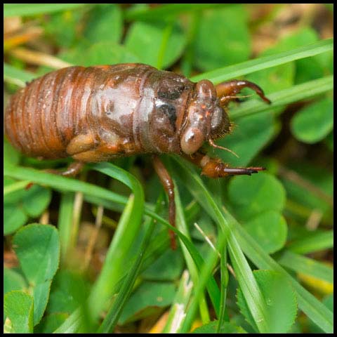 Northern Dog-day Cicada