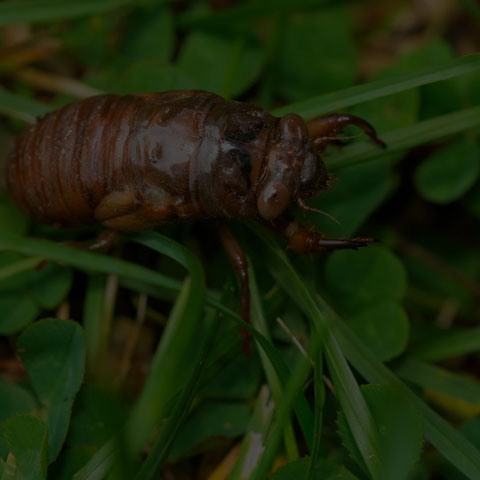 Northern Dog-day Cicada