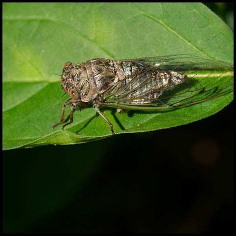 Northern Dog-day Cicada