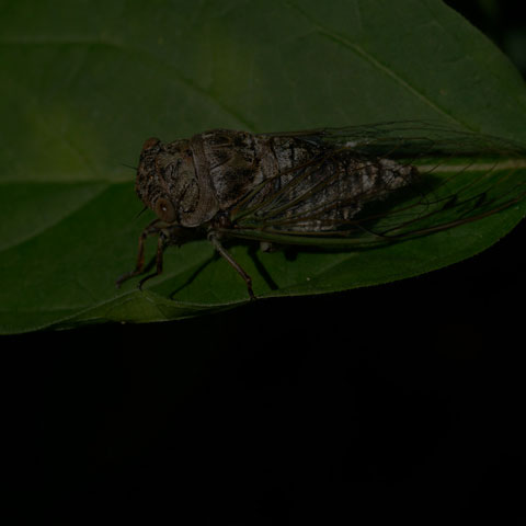 Northern Dog-day Cicada