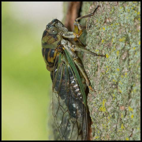 Northern Dog-day Cicada