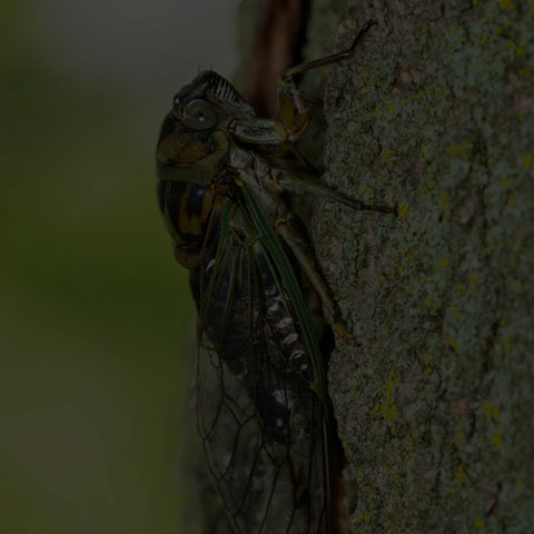 Northern Dog-day Cicada